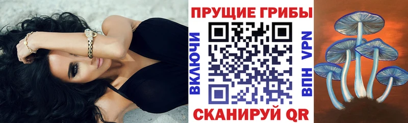 Псилоцибиновые грибы мицелий  Дигора 